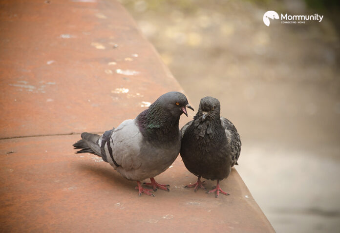 Pigeons Might Choke Your Kids To Gasp For Breath